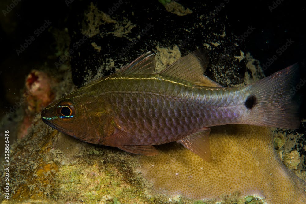 silverlined cardinalfish fish