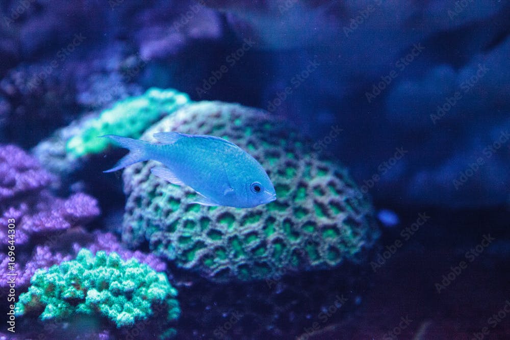 Blue Green Vanderbilts chomis fish, Chromis vanderbilti