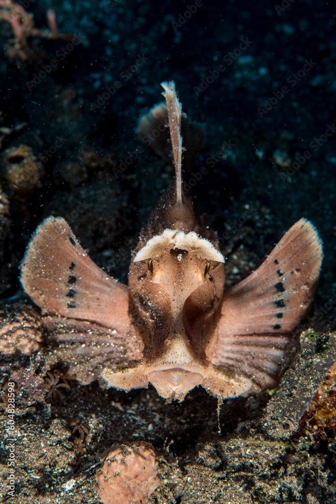 Eschmeyer's scorpionfish (Rhinopias eschmeyeri), Alor Island, Indonesia