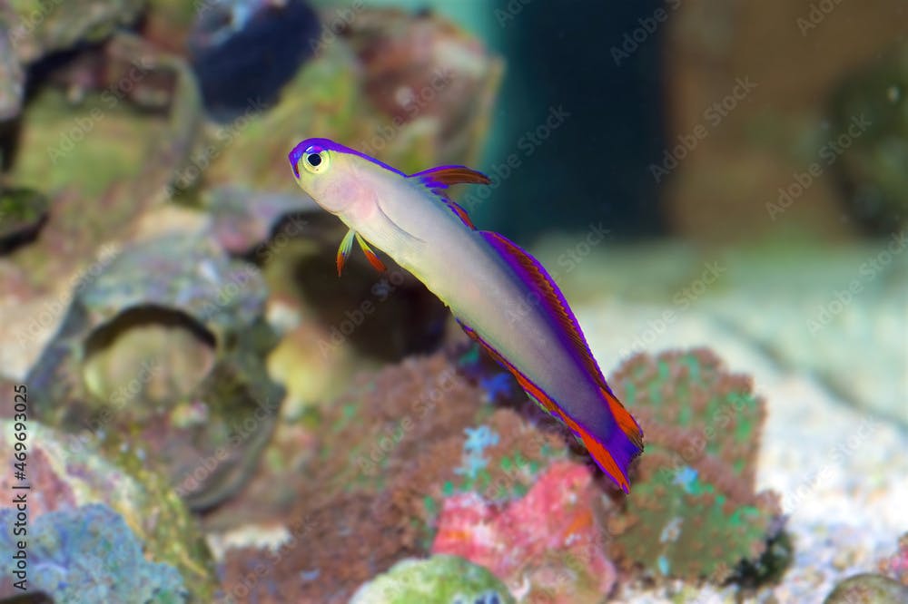 Purple Firefish, also known as the Purple Fire Goby, Purple Dartfish, Decorated Dartfish, or Flame Firefish, Latin name: Nemateleotris decora