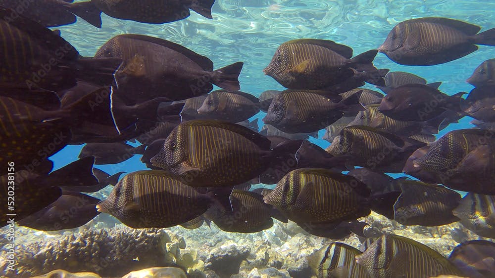 Large school of Surgeonfish slowly swims near coral reef. Brown Surgeonfish or (Acanthurus nigrofuscus). Underwater life in the ocean. Red sea, Egypt