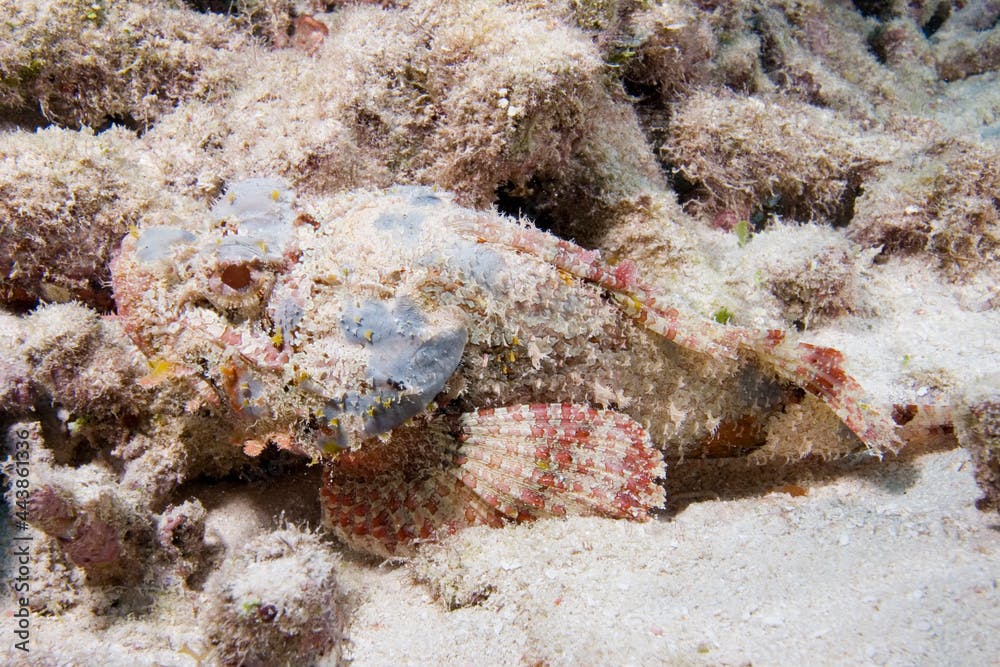 Scorpionfish, Scorpaena plumieri, Florida Keys National Marine Sanctuary, Key Largo, Florida