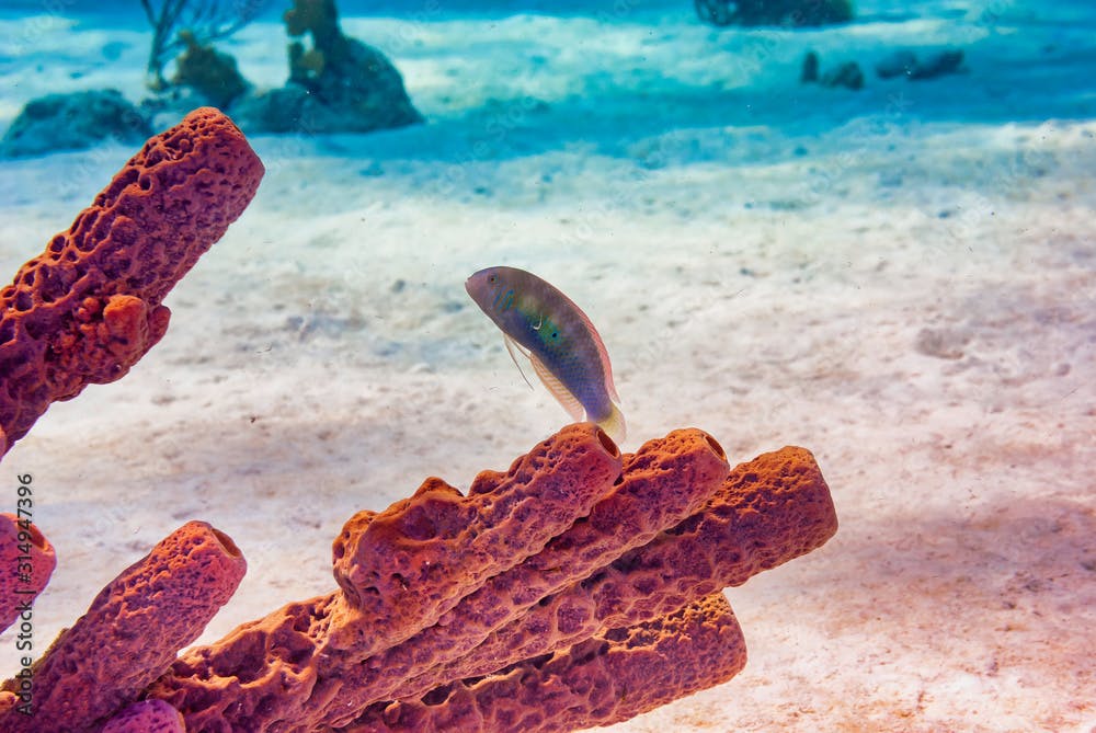 Individual green razerfish wrasse swimming above coral