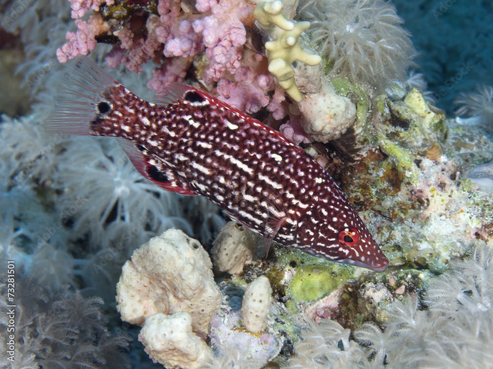 Diana's hogfish in Red sea,