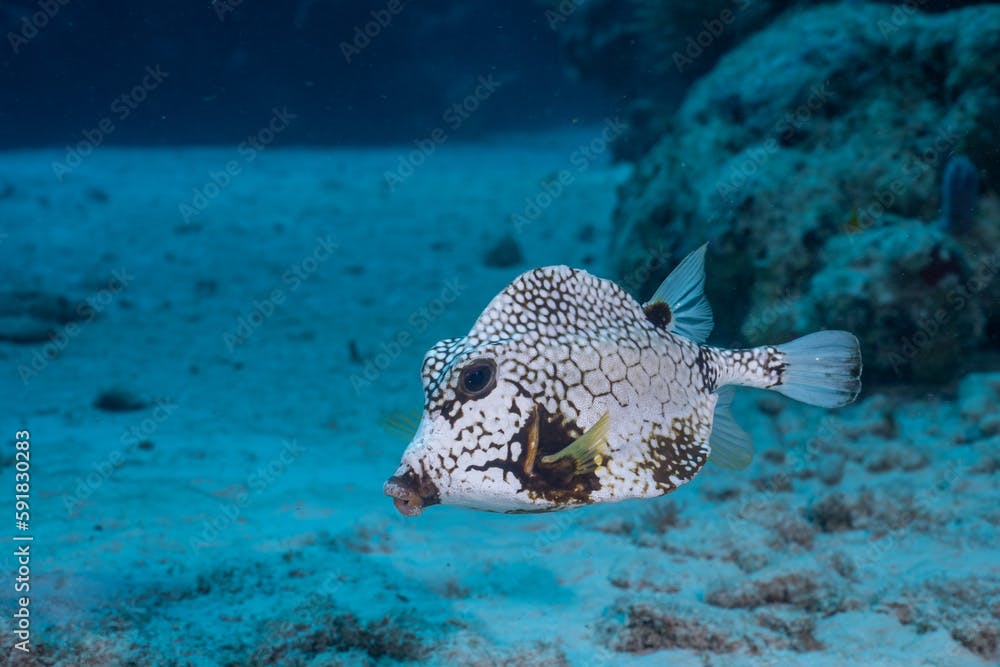Smooth trunkfish swimming in the reef
