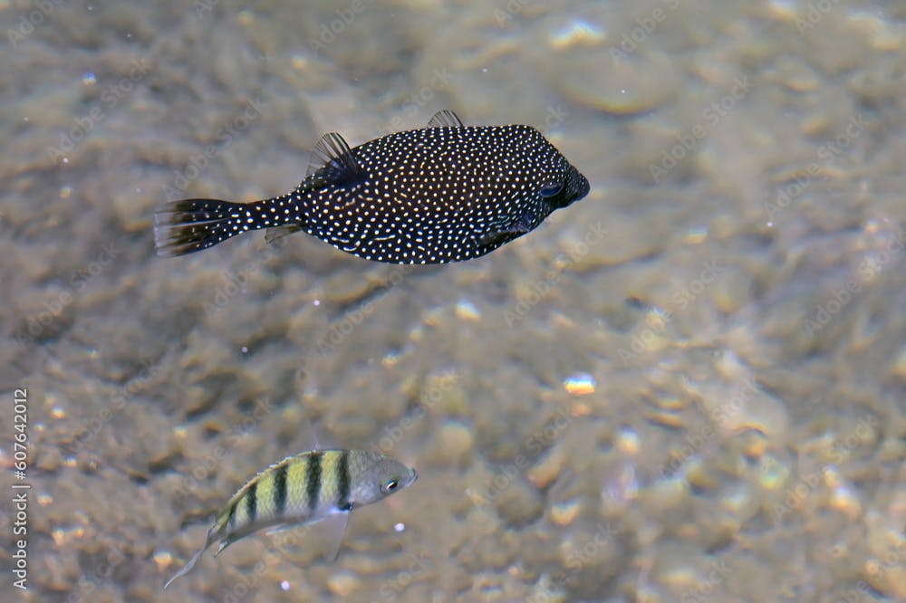 Two tropical reef fish, a spotted boxfish (Ostracion meleagris) and a Hawaiian sergeant major (Abudefduf abdominalis), swim in the tropical waters near Honolulu, Hawaii.