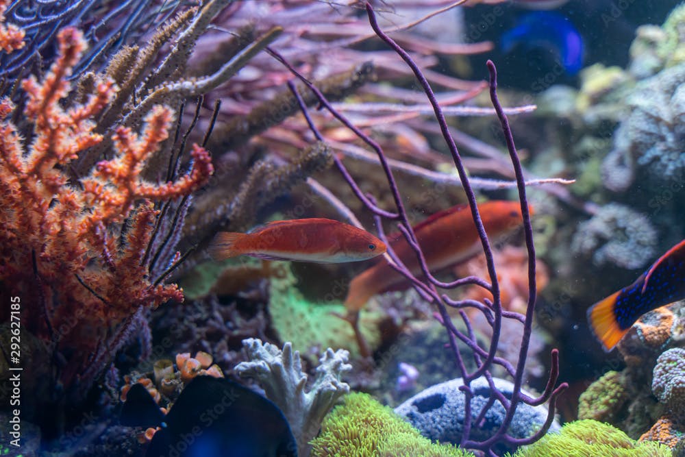 Ruby Finned Fairy Wrasse (Cirrhilabrus rubripinnis) in reef tank