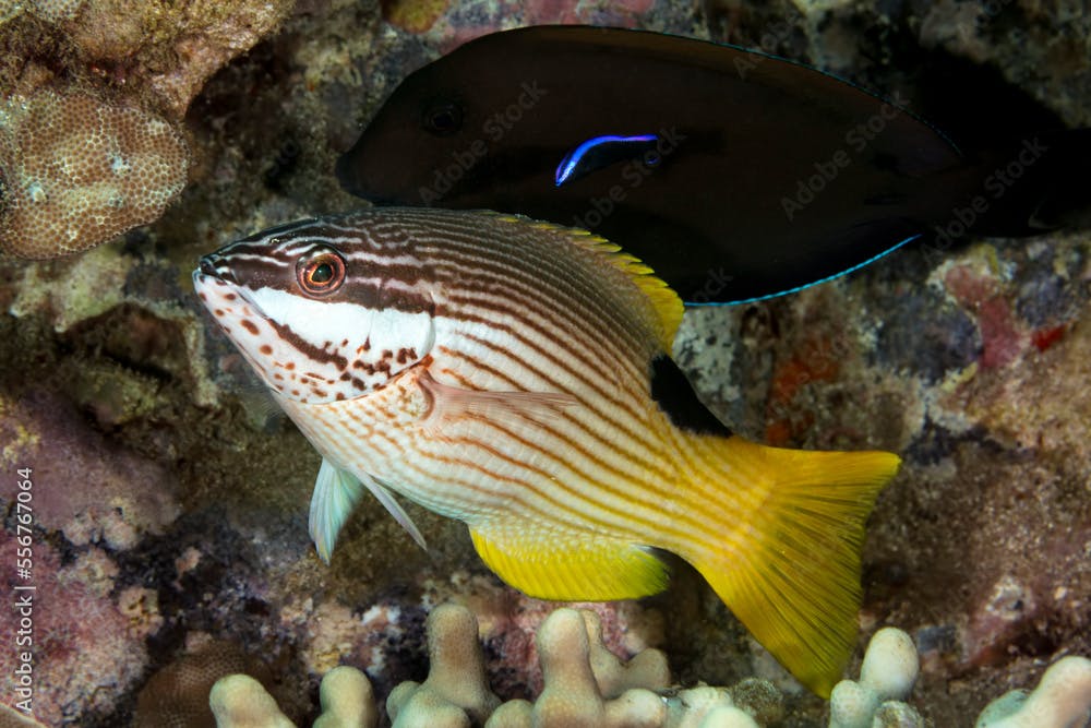 Rarely seen mature endemic female hogfish (Bodianus albotaeniatus) with endemic Hawaiian Cleaner Wrasse (Labroides phthirophagus); Maui, Hawaii, United States of America