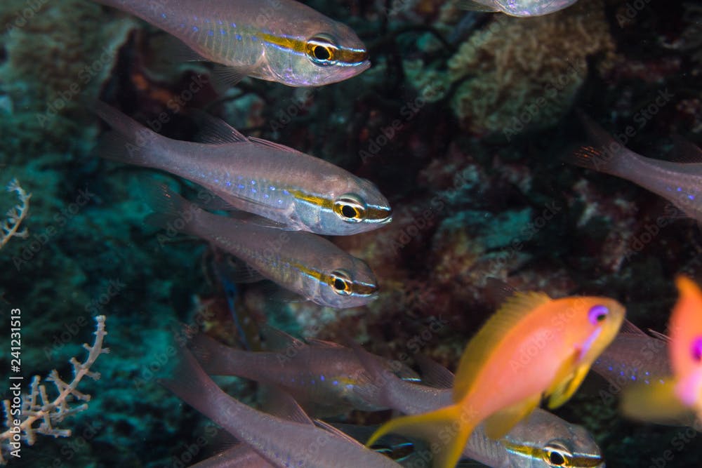 Close up of Short-tooth Cardinalfish -Goldbelly Cardinalfish (Ostorhinchus apogonoides) on the coral reef.