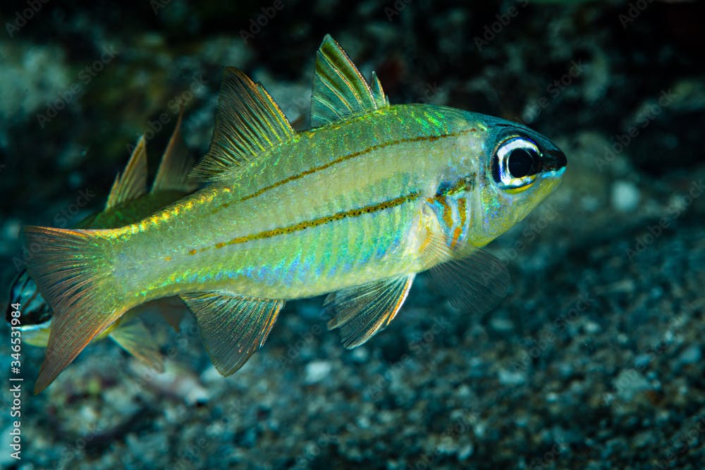 yellowlined cardinalfish fish sandy bottom