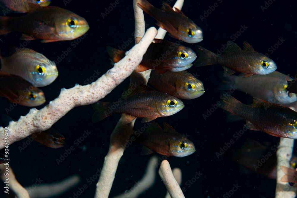Yellow Eye Cardinalfish Ostorhinchus moluccensis
