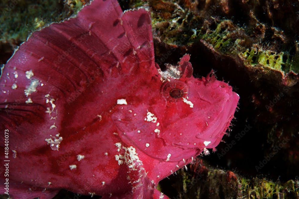 Portrait of a leaf scorpionfish (taenianotus triacanthus) in Layang Layang, Malaysia