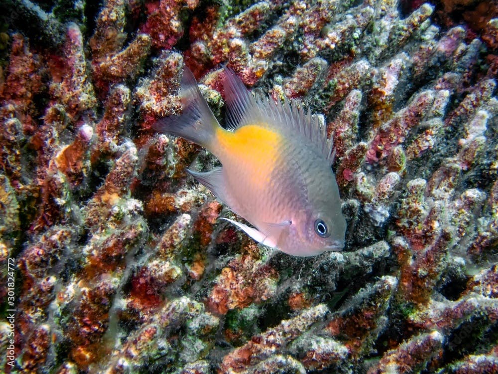 Yellowfin Damselfish (Amblyglyphidodon flavilatus)