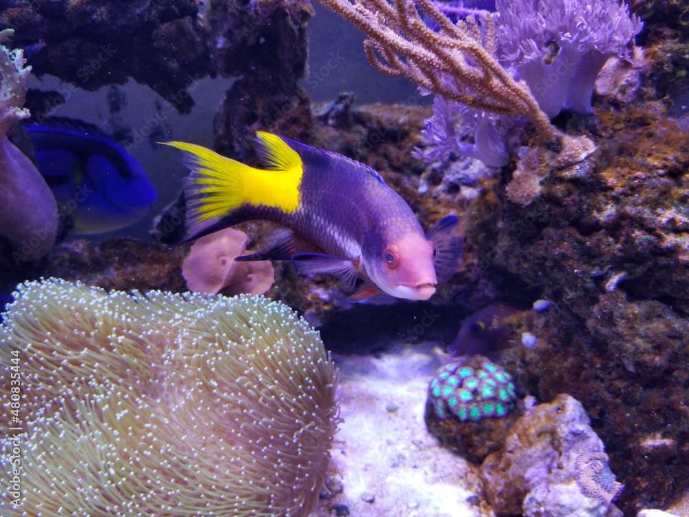 A beautiful saltwater fish tank with a Cuban hogfish and toadstool leather coral reef