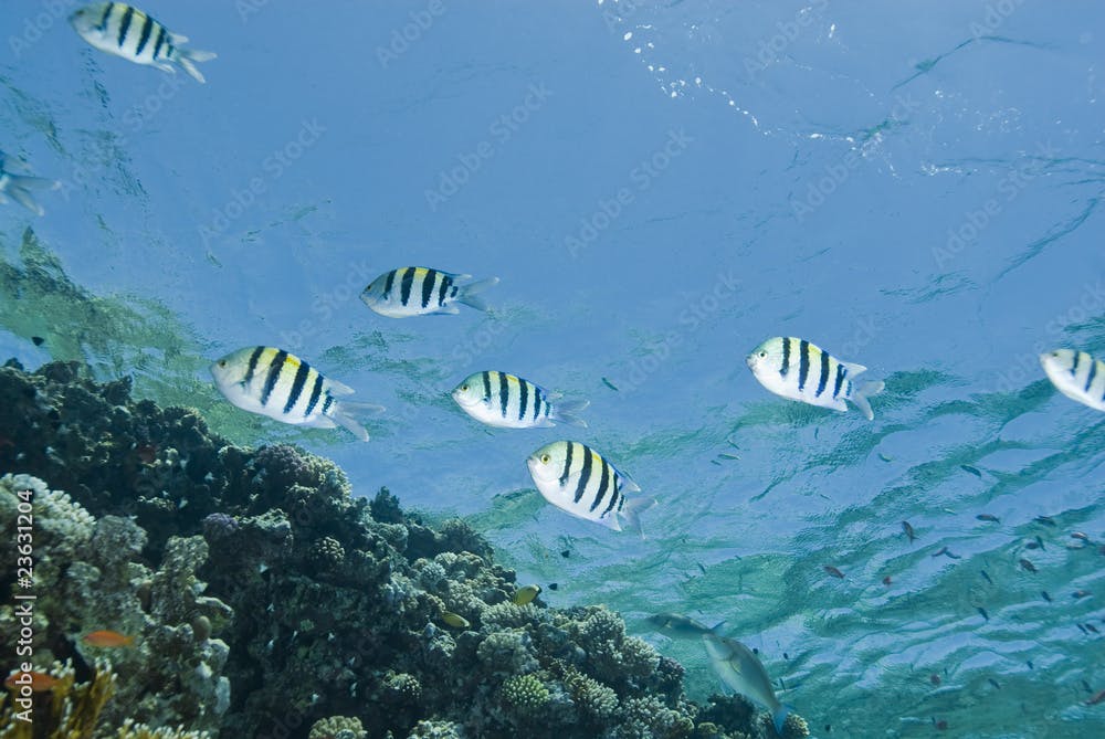 Small school of Sergeant major fish in the shallows.