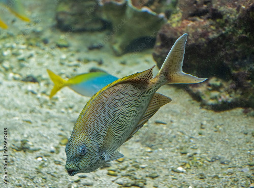 Brownspotted Spinefoot (Siganus stellatus)