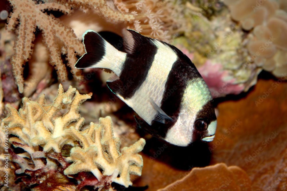 Blacktail dascyllus (Dascyllus melanurus) marine tropical fish