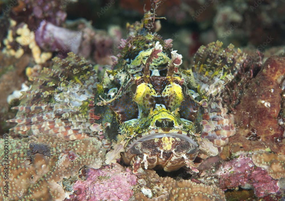 Scorpaenopsis papuensis (Papuan scorpionfish) resting on tropical reef of Bali, Indonesia