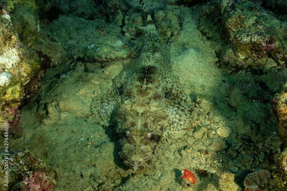 The tentacled flathead (Papilloculiceps longiceps), also known as the Indian Ocean crocodilefish