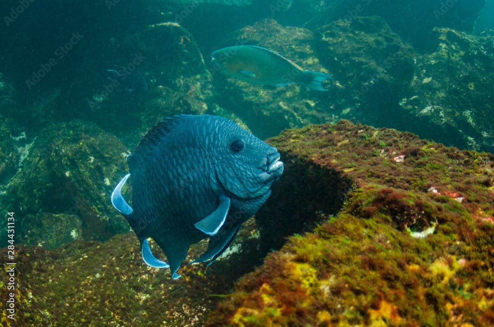 Giant Damselfish (Microspathodon dorsalis) Galapagos Islands, Ecuador.