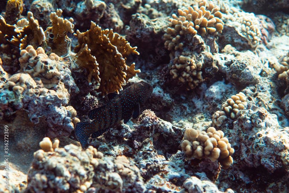Anampses lineatus underwater in the ocean of egypt, underwater in the ocean of egypt, Anampses lineatus underwater photograph underwater photograph,