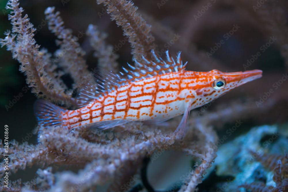 Longnose hawkfish (Oxycirrhites typus).
