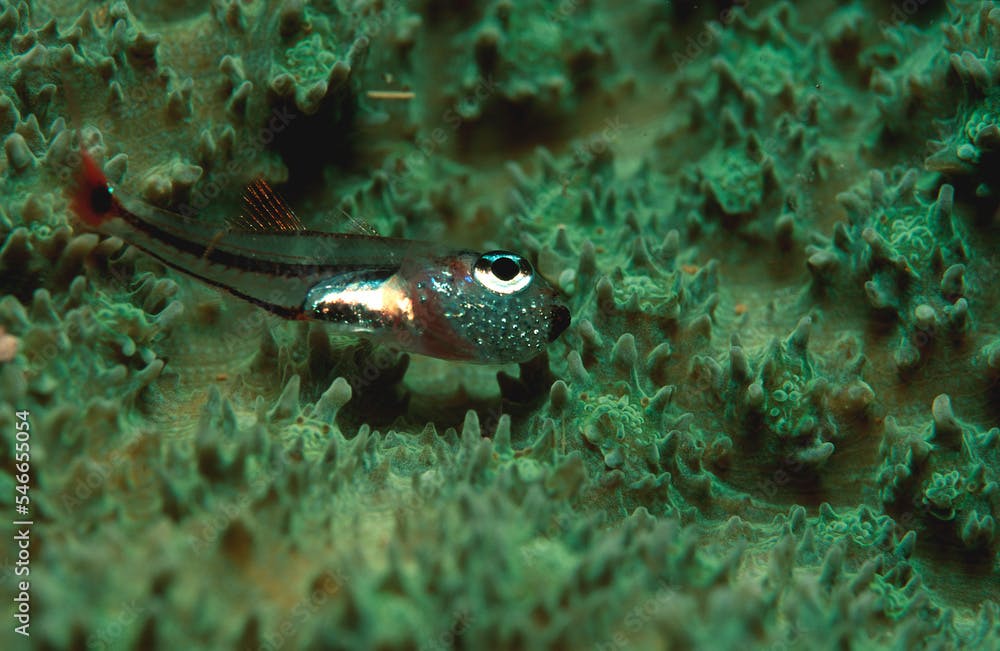 Red spotted cardinalfish with eggs in mouth, Apogon parvulus, Papua New Guinea, Pacific ocean