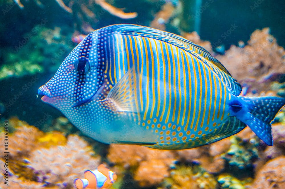Acanthurus coeruleus - blue saltwater fish