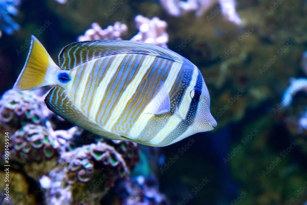 Red Sea sailfin tang or Desjardin's sailfin tang (Zebrasoma desjardinii)