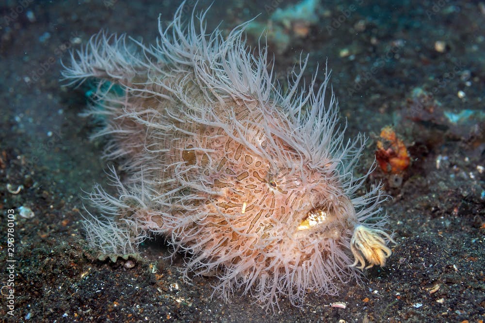 Coral reef South Pacific hairy frogfish