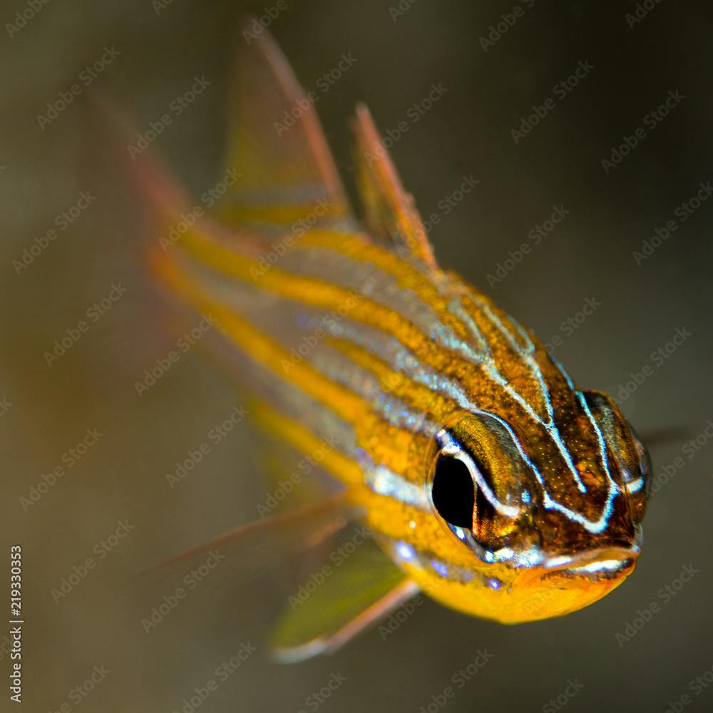 wassinki cardinalfish fish