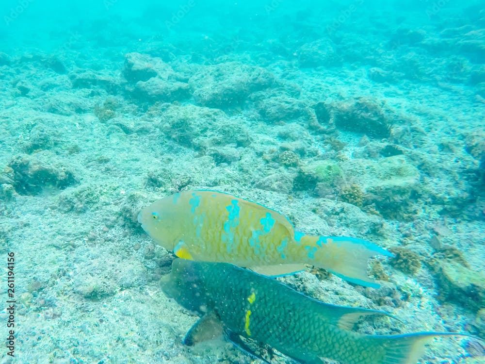 parrotfish and hogfish swimming together at devil's crown in the galapagos