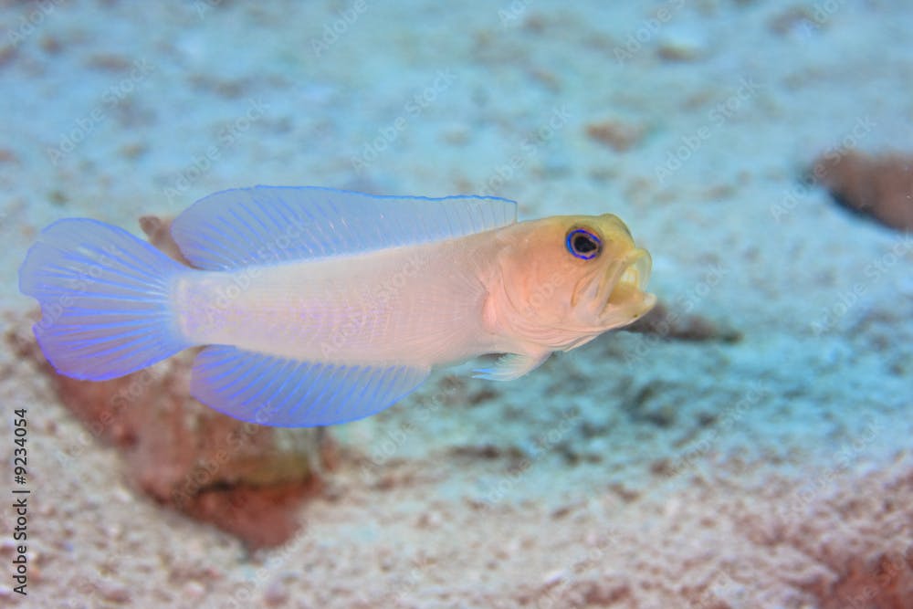 Yellowhead Jawfish (Opistognathus aurifrons)