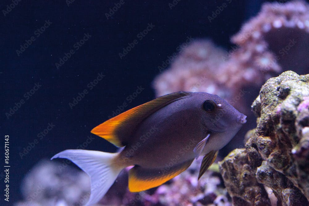Tomini Tang fish Ctenochaetus tominiensis