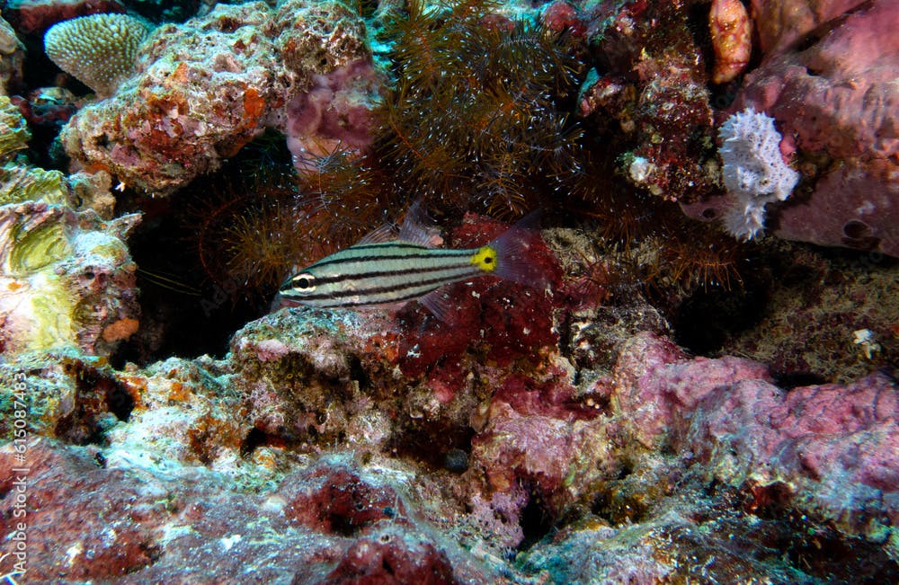 A Black-striped Cardinalfish in a shallow reef Boracay Island Philippines