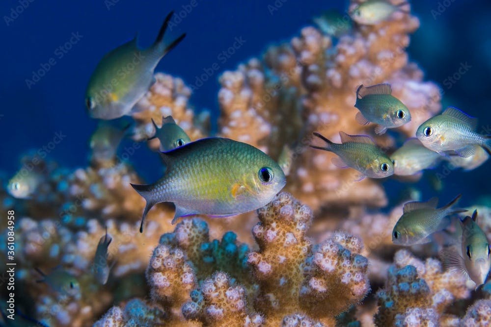 Arabian chromis (Chromis flavaxilla) macro of small light yellow color fish living in a coral.