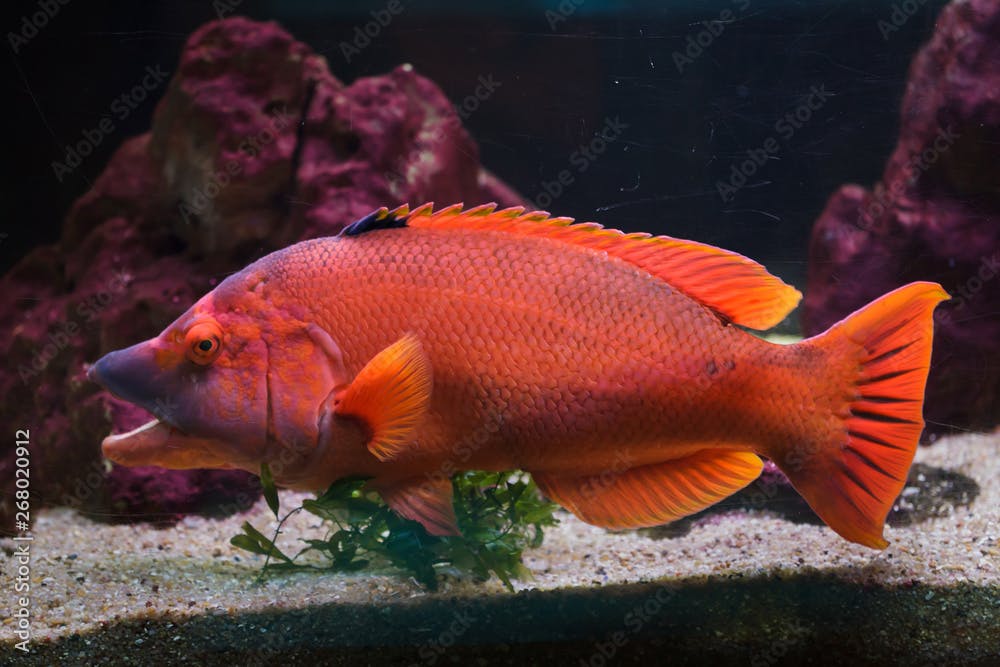 Barred hogfish (Bodianus scrofa).