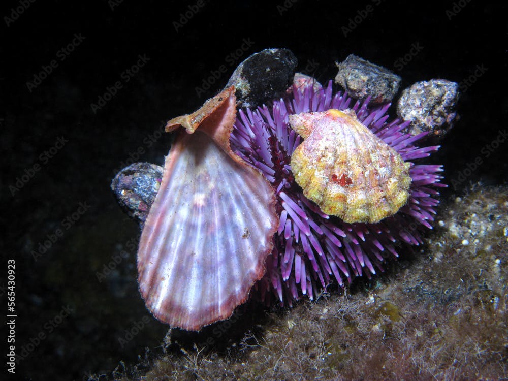 PURPLE SPINED SEA URCHIN COVERED WITH SHELLS AND STONES