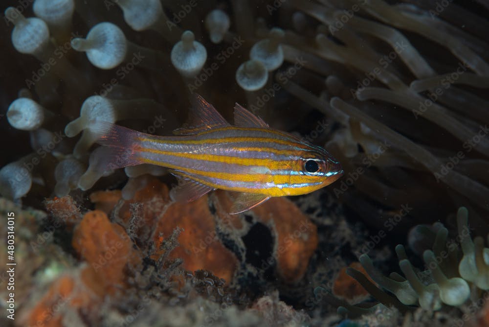 Orange-Lined Cardinalfish Ostorhinchus cyanosoma