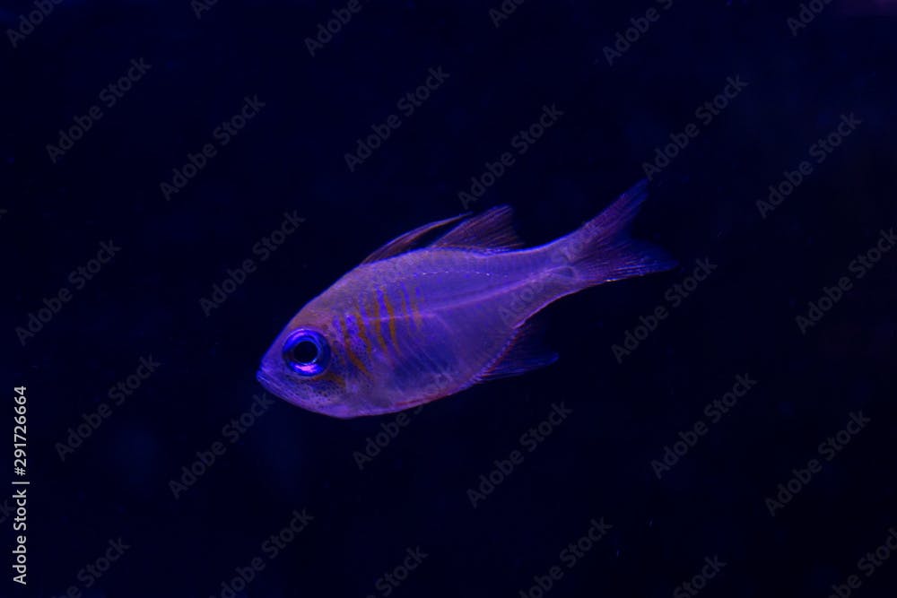 Threadfin cardinalfish,  bluestreak cardinalfish (Zoramia leptacantha).