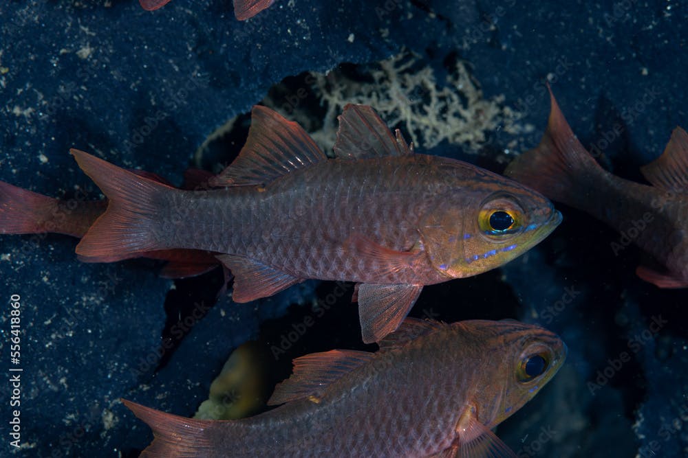 Yelloweyed Cardinalfish Ostorhinchus monospilus