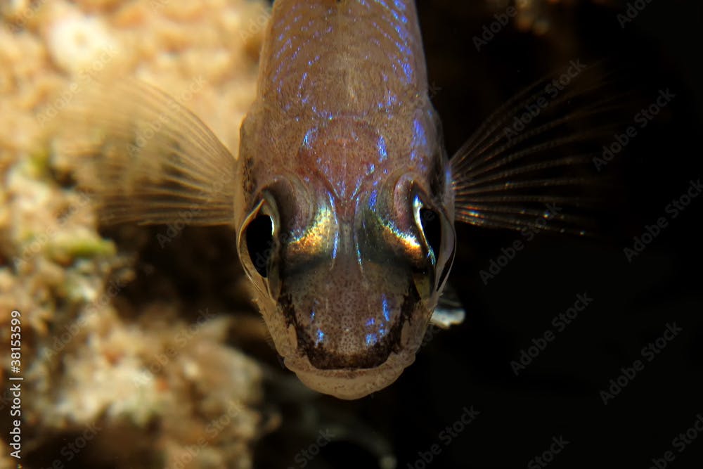 Eyeshadow cardinalfish (Apogon exostigma)