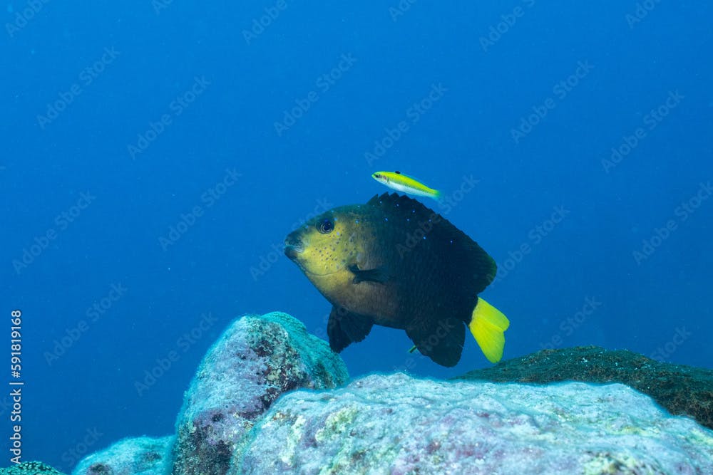 Yellowtail damselfish swimming on reef