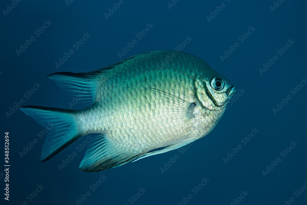 white-belly damselfish damsel white fish