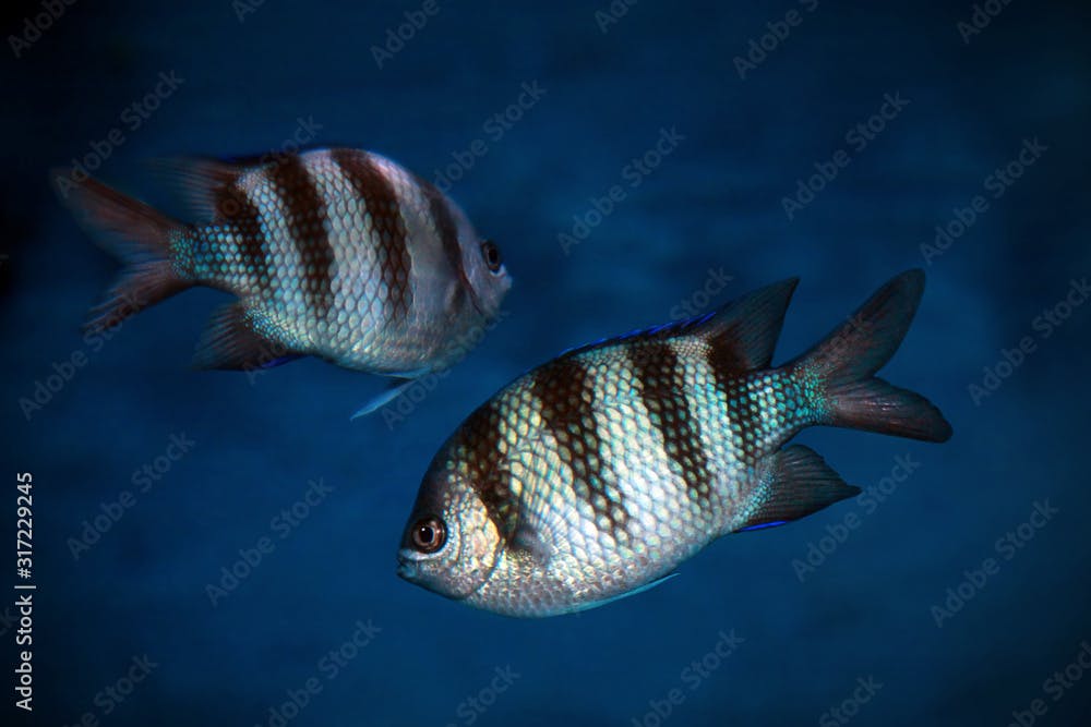 Sergeant major (Abudefduf saxatilis) fish in sea water