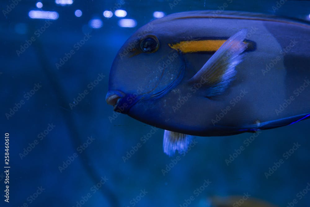 Acanthurus tennenti Doubleband surgeonfish swims along a coral reef at the aquarium