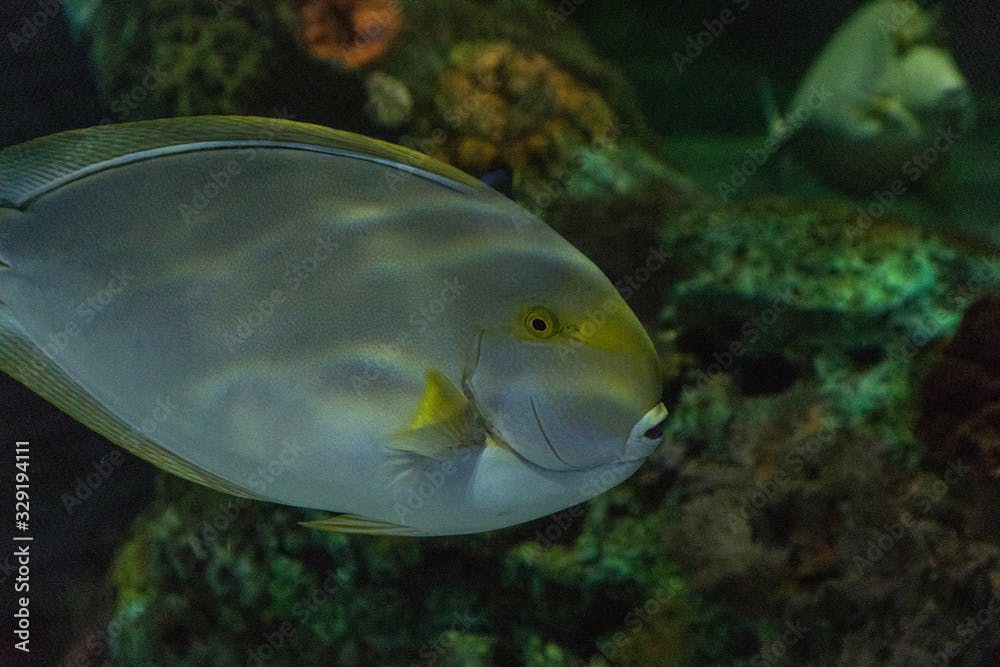 Epaulette Surgeon fish Acanthurus nigricauda