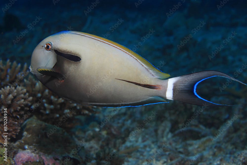 Epaulette surgeonfish (Acanthurus nigricauda) underwater in the coral reef 
