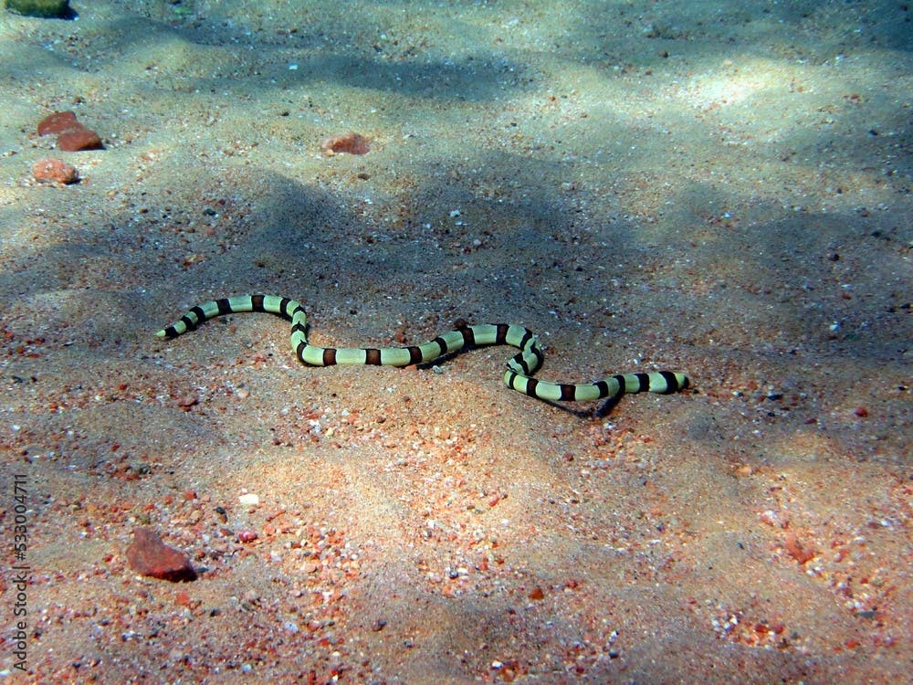 Snake eel of the red sea