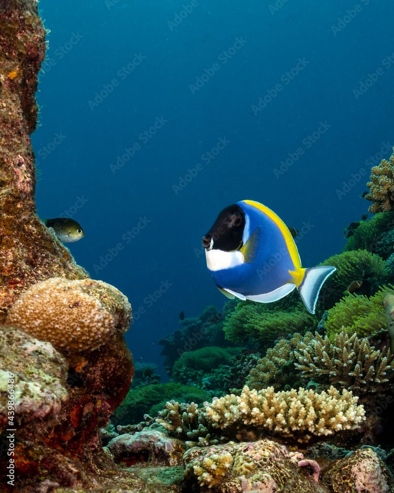 Powder-blue Surgeonfish, Acanthurus leucosternon, in Maldives